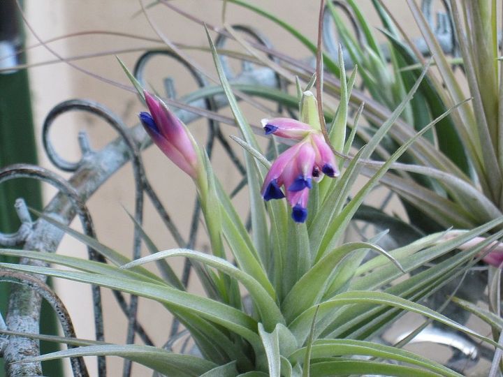falling in love with tillandsia, gardening