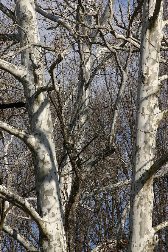 bare trees in winter i love the sycamores that i see from my mother s house in, gardening