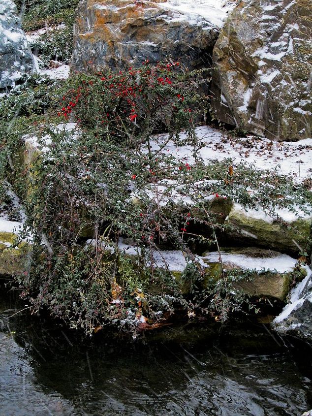winter water features, ponds water features, Christmas Holly by Water s Edge