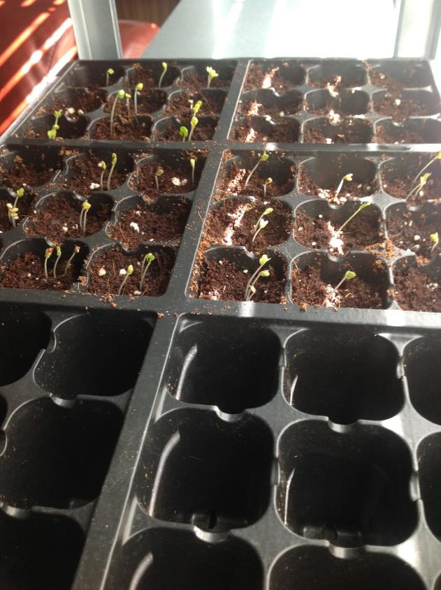 starting seeds, gardening, Seeds sprouted in only 3 days
