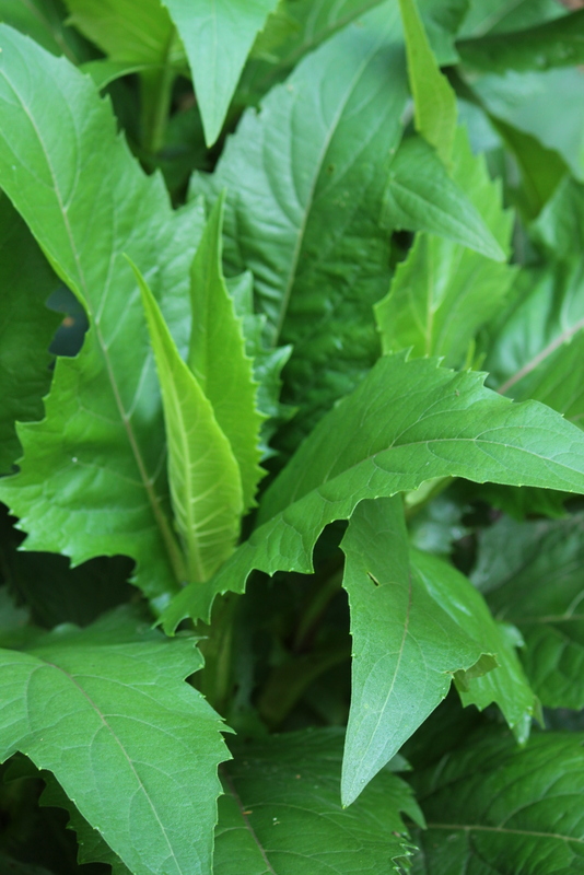 q plant quiz for this week can you identify these plants no prize just fun to see, gardening, 2