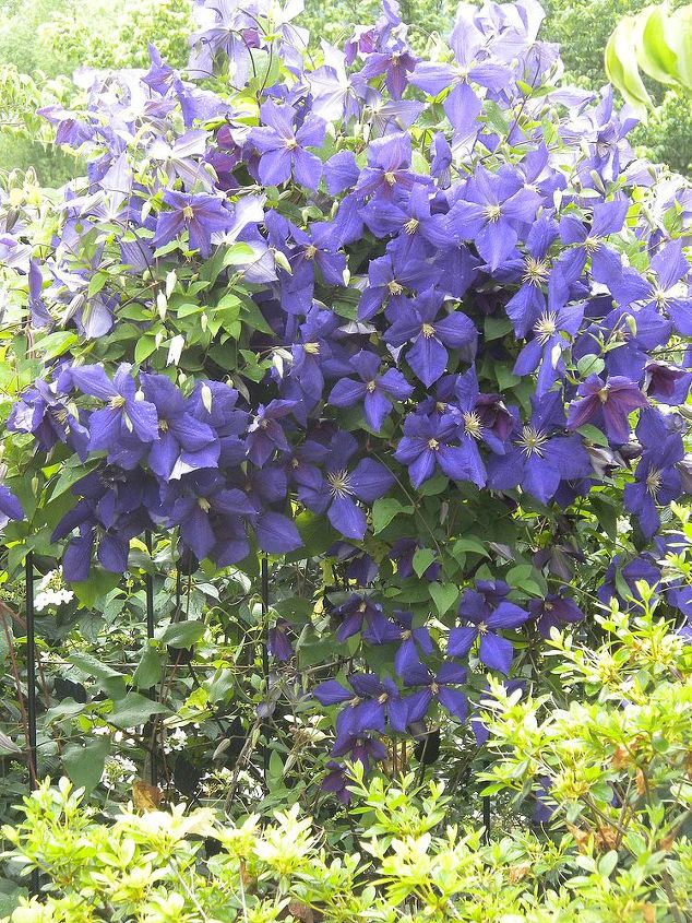garden blooms june zone 6, container gardening, flowers, gardening, hibiscus, hydrangea, outdoor living, Clematis late May early June