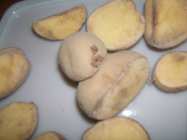 potatoes are not that innocent, gardening, go green, homesteading, Seed potatoes have been cut into pieces for planting