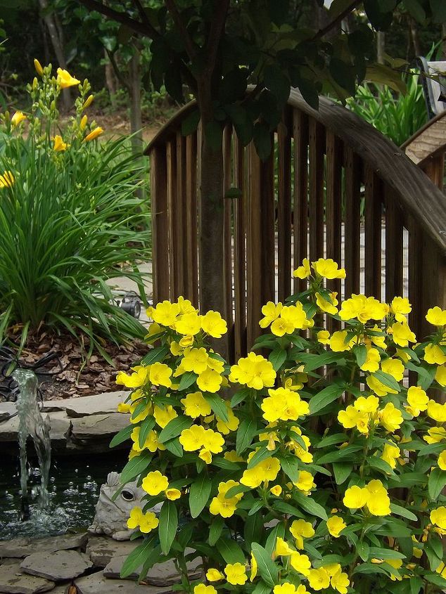 jane austin water flower gardens 6 26 13, flowers, gardening, outdoor living, ponds water features, Butter cups Happy Returns