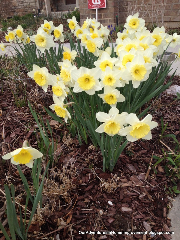 the daffodils are blooming, gardening