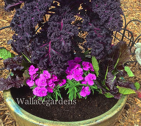 the color purple monochromatic edible container garden, container gardening, flowers, gardening, The Dianthus chinensis which will get taller is center front of the Red Bor Kale I like the color contrast
