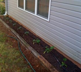 my vegetable garden, gardening, These are Tomatoes and Green Peppers