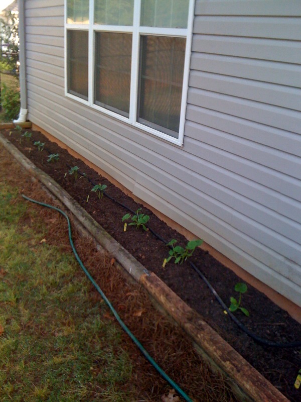 my vegetable garden, gardening, These are Tomatoes and Green Peppers