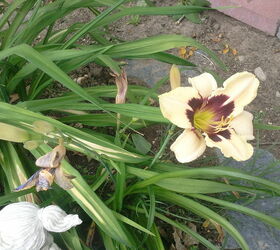 daylilies, gardening, This is the other one my husband really likes