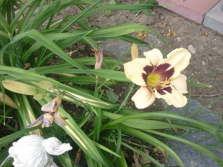 daylilies, gardening, This is the other one my husband really likes