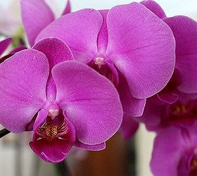 caring for orchids, gardening, Water once a week no more Place pot in a tray lined with gravel to provide much needed humidity especially in the winter months