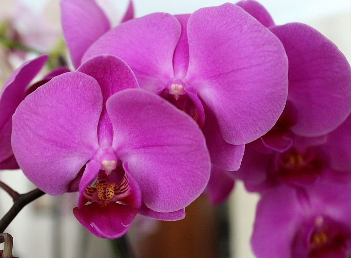 caring for orchids, gardening, Water once a week no more Place pot in a tray lined with gravel to provide much needed humidity especially in the winter months