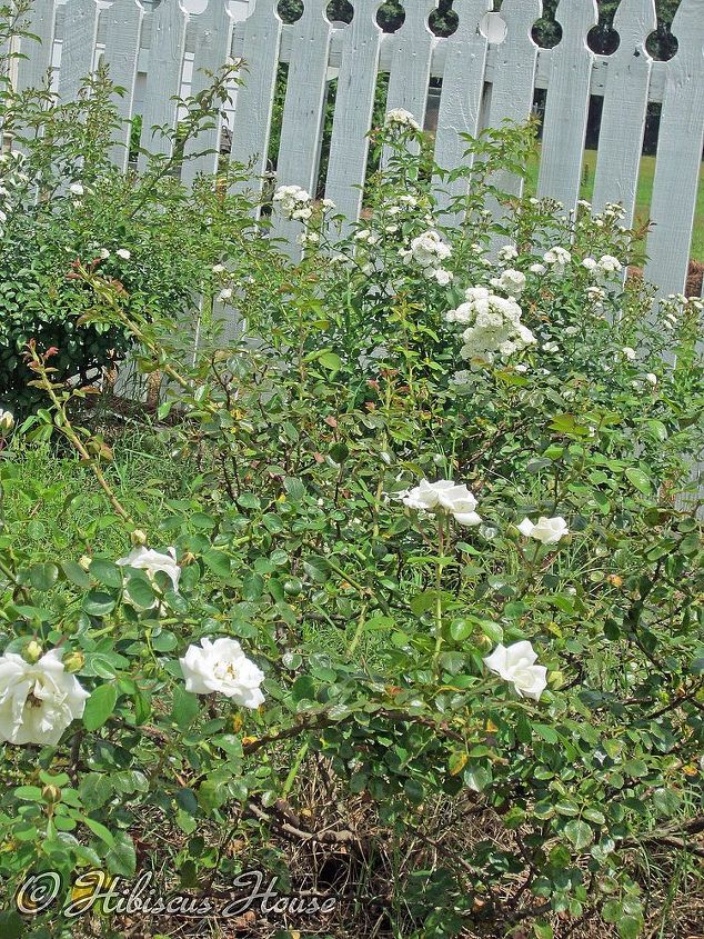 does anyone know the name of this rose, gardening, Front bush is the one in question