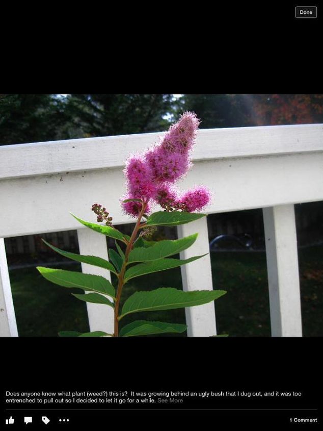 q plant id, gardening