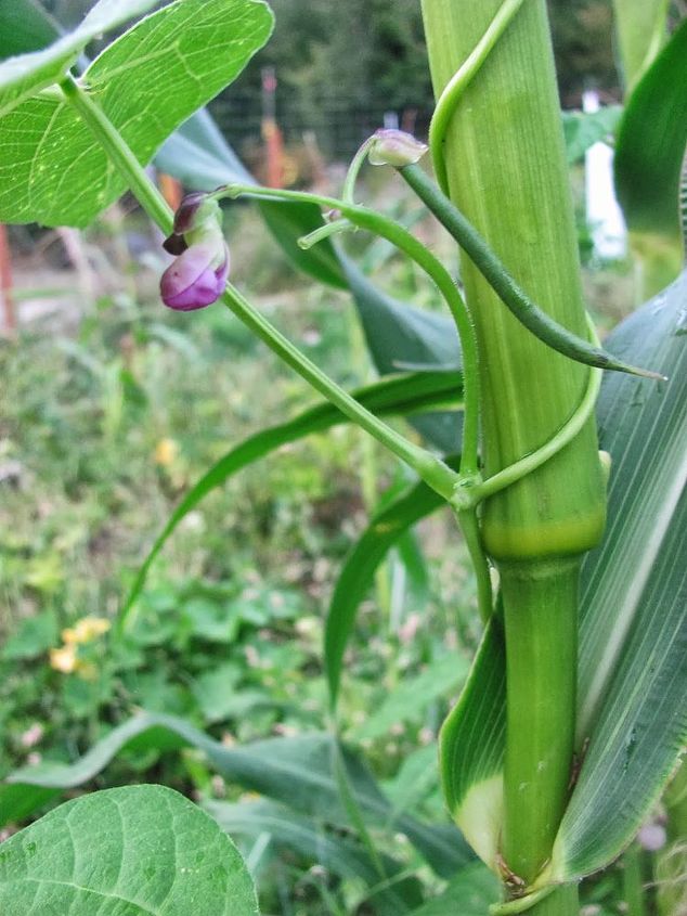 3 sisters guild growing corn squash beans together, gardening, go green, homesteading