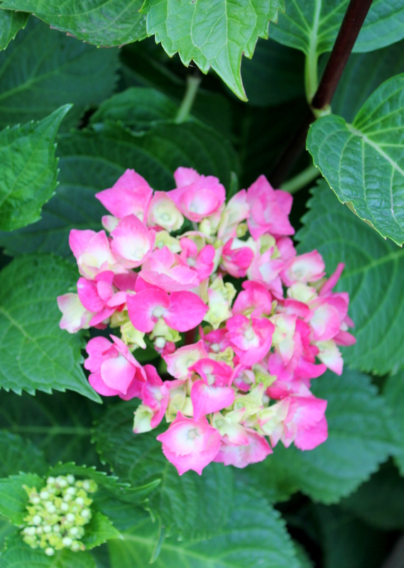 how to trim hydrangeas, flowers, gardening, hydrangea, Trimming tip to beautiful blooms