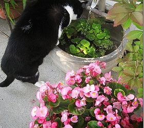 making the most of a small patio, flowers, gardening, hydrangea, outdoor living, repurposing upcycling, My cat thinks the little water feature is her drinking fountain