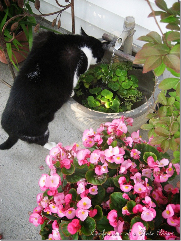 making the most of a small patio, flowers, gardening, hydrangea, outdoor living, repurposing upcycling, My cat thinks the little water feature is her drinking fountain