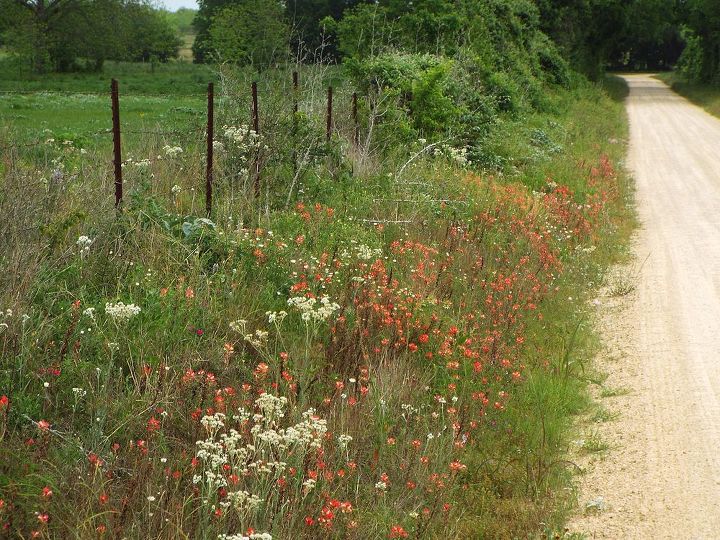 spring wildflowers along the road, gardening