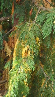 weeping alaskan turning brown