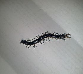 how to get rid off centipedes inside your home, pest control