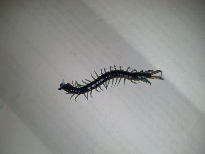 how to get rid off centipedes inside your home, pest control
