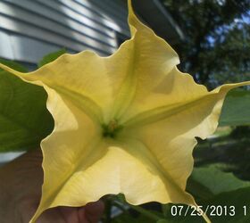 just some of the flowers in our yard, flowers, gardening, Angel s Trumpet took us 2 yrs to see bloom beautiful