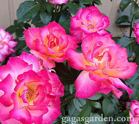 celebrate national rose month are you in or out, flowers, gardening, Rainbow Sorbet floribunda favorite