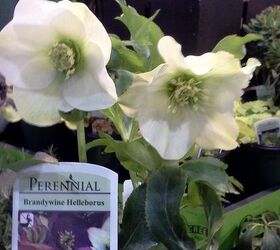 ggia wintergreen tradeshow, gardening, Brandywine hellaborus Lenten Rose