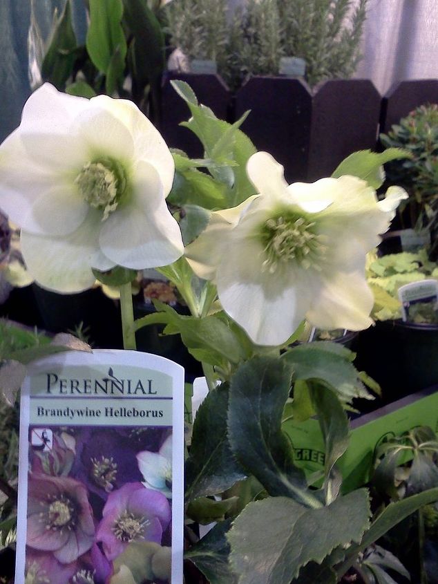 ggia wintergreen tradeshow, gardening, Brandywine hellaborus Lenten Rose