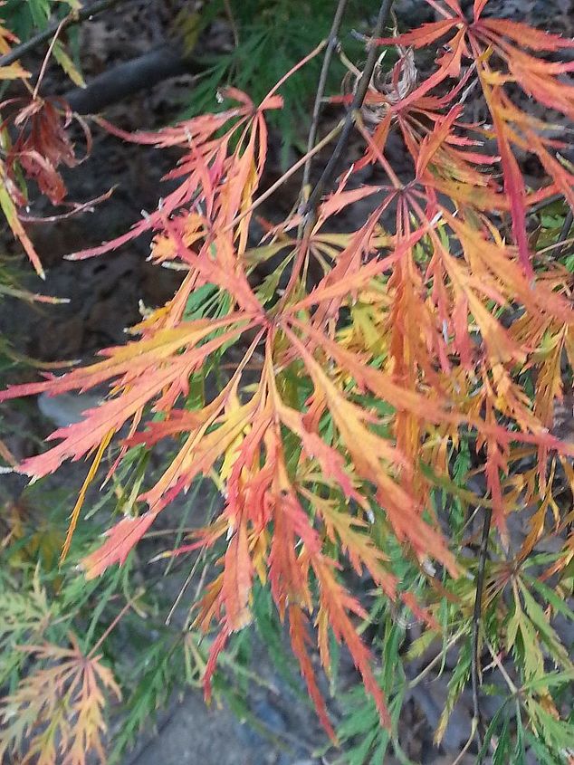 fall gardening under the mighty oaks, flowers, gardening, perennials, My Japanese Maple which I rescued 3 years