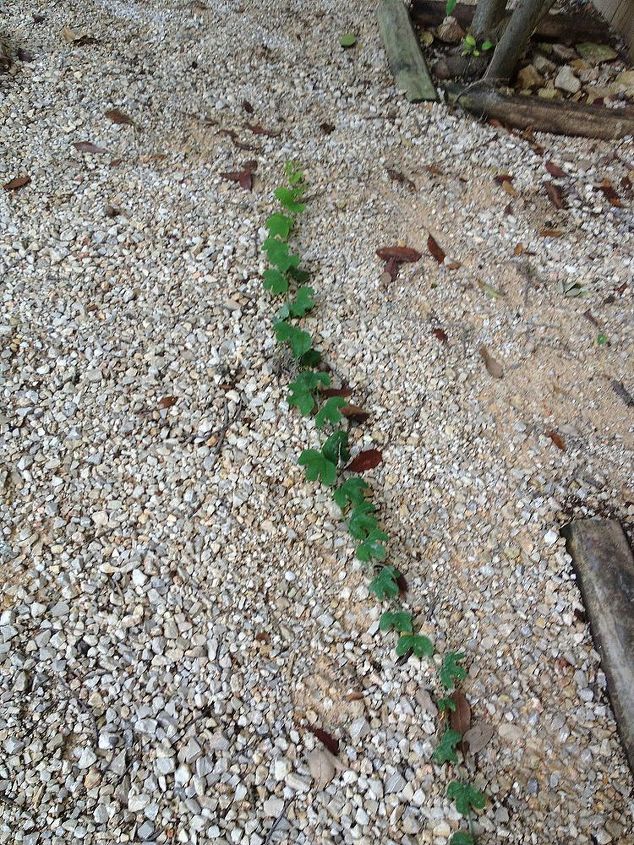 poison ivy i think, gardening, seems to be coming from my neighbor s yard