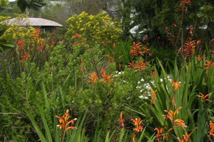 wild flowers a delight for all garden lovers, flowers, gardening, The orange flowers in the foreground are Watsonias an indigenous bulb
