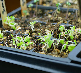 how to start seeds indoors, gardening, homesteading, See more at