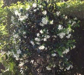 love gardening in florida, My Jasmine is so fragrant
