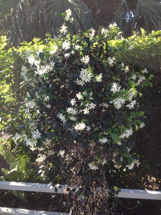 love gardening in florida, My Jasmine is so fragrant