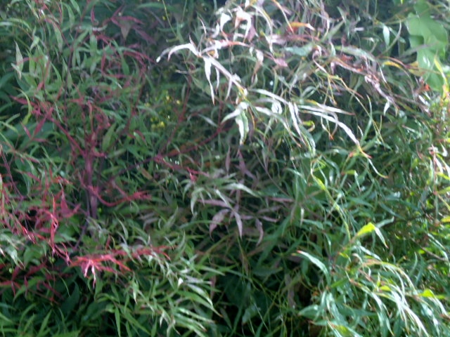 q does anyone know what kind of bush tree this is, flowers, gardening, The leaves start as red and then turn green It stands about 8ft tall