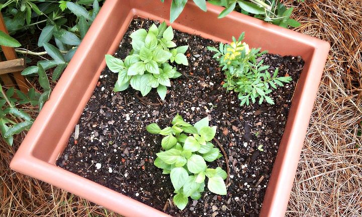 container gardening i love basil, container gardening, gardening, Just Planted