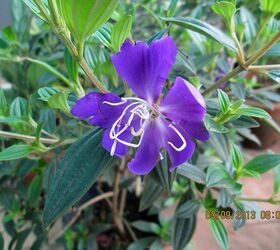 Is This a Variety of Clematis?