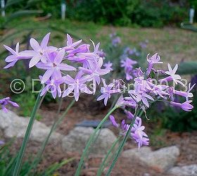 my garden s got the blues and purples, gardening, The society garlic Tulbaghia violacea has just started blooming and should do so through fall Hardy to zone 7