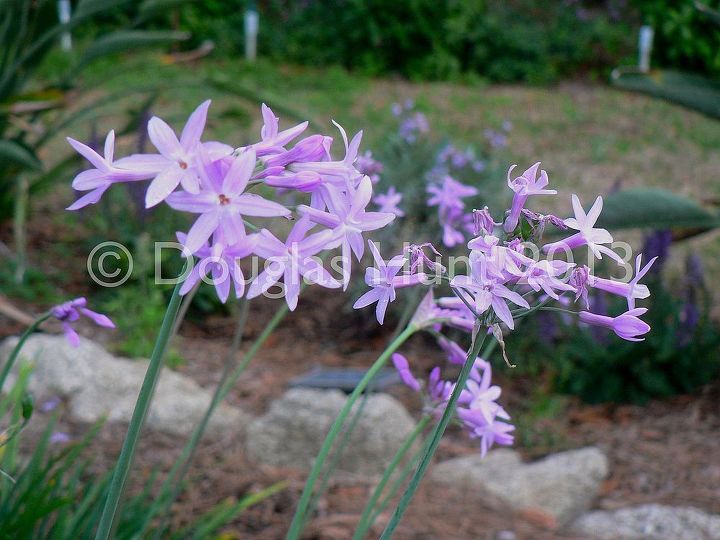 my garden s got the blues and purples, gardening, The society garlic Tulbaghia violacea has just started blooming and should do so through fall Hardy to zone 7