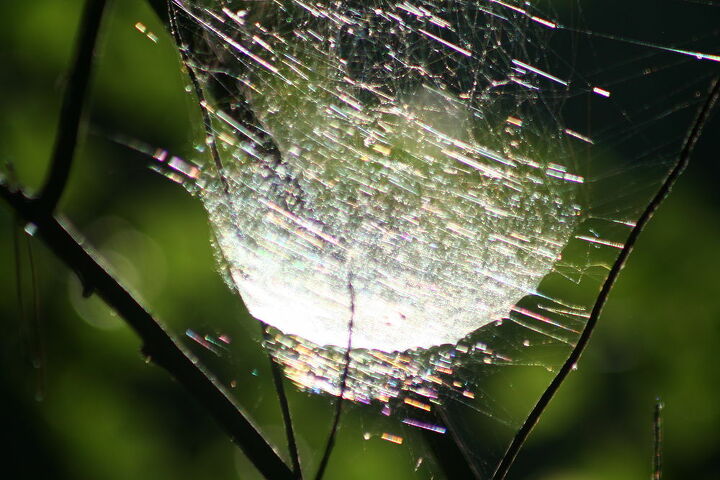 i love photographing mother nature a spider web from two angles, gardening, Spider web with the sun facing me