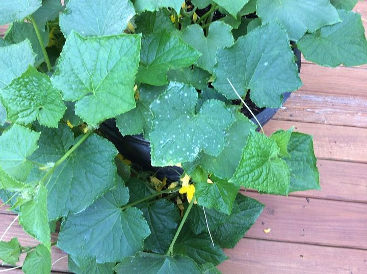 garden question, container gardening, gardening, cukes is this a fungus