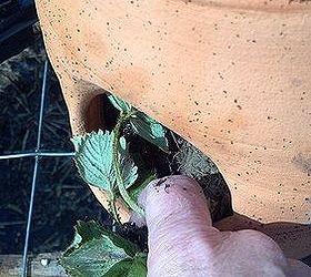 how to plant a strawberry jar that lives, gardening, Plant from the inside gently pulling the plants through the holes