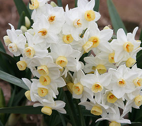 daffodils for florida yes, gardening, Prized since the 18th century Grand Primo is known for its vigor Photo via southernbulbs com