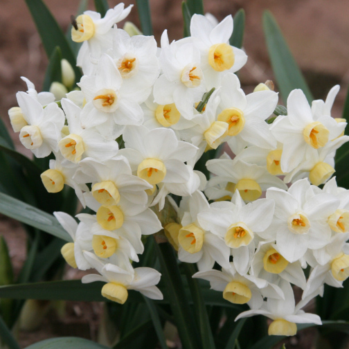 daffodils for florida yes, gardening, Prized since the 18th century Grand Primo is known for its vigor Photo via southernbulbs com