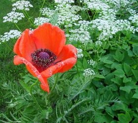 more garden pictures, gardening, outdoor living, I tried for years to get rid of all of these poppies I pulled dug sprayed and prayed They just kept coming back How thankful am I