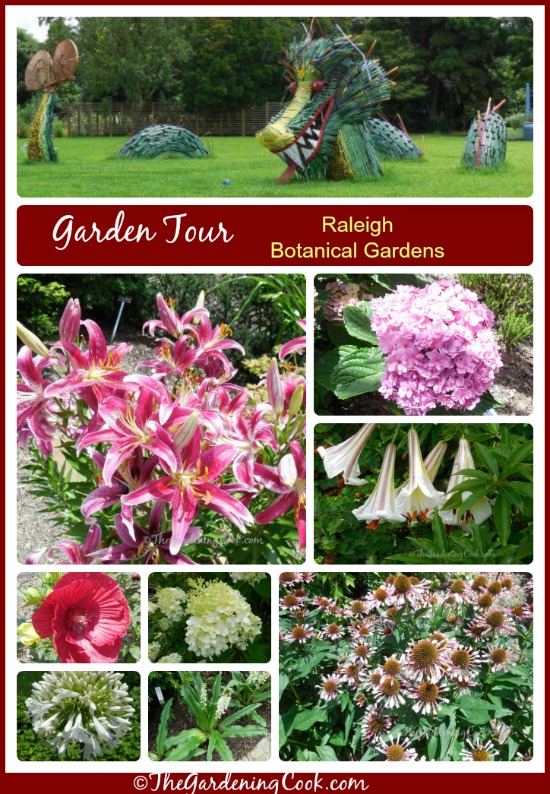 garden tour of the raleigh botanical gardens, flowers, gardening, hydrangea, Tour of the Raleigh Botanical Gardens