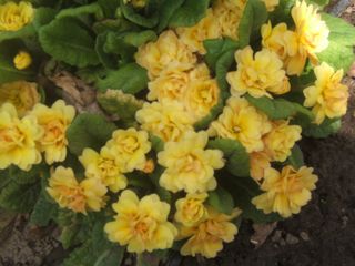 what plants not to plant for bees, flowers, gardening, Primrose in all their colours and forms are another spring flower snubbed by the bees
