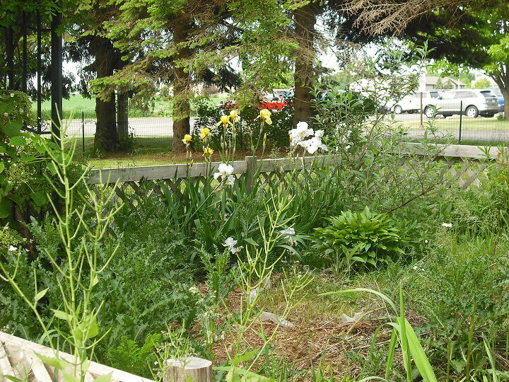 my iris in old garden, gardening, this is the white one from further away